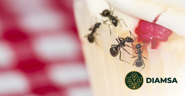 ¿Cómo controlar una plaga de hormigas en casas, negocios y restaurantes?
