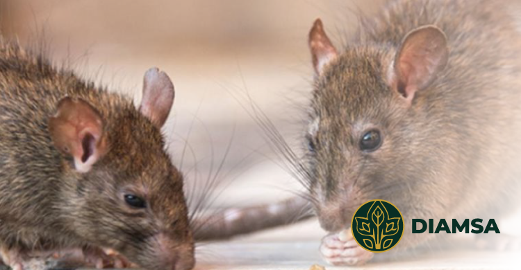 ¿Cómo controlar una plaga de ratas o ratones en casas o empresas?