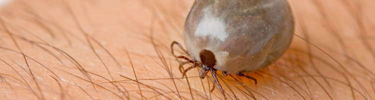 garrapatas