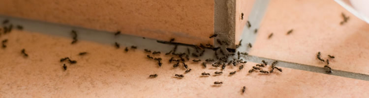 hormigas