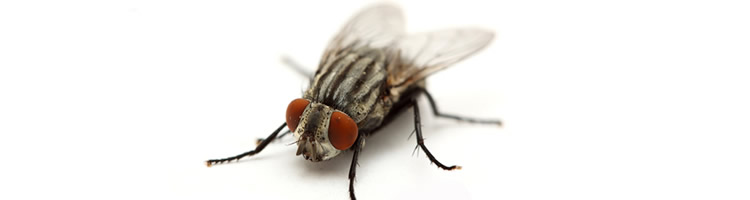 insectos voladores