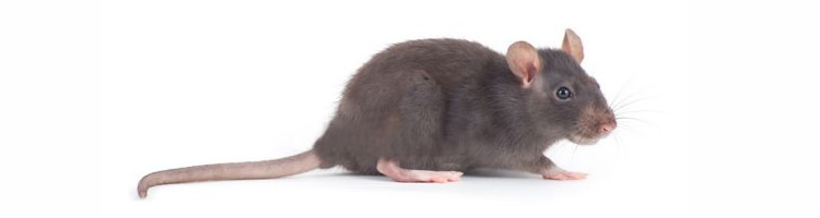 rata gris