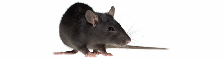 rata negra