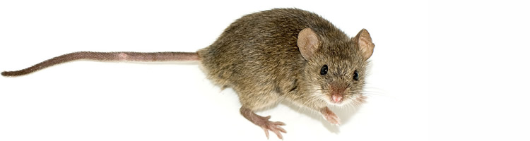 raton domestico